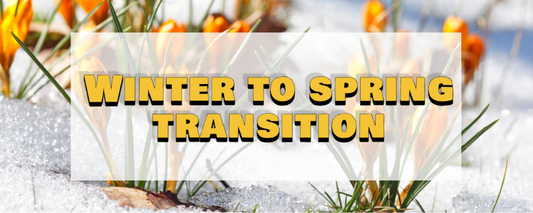 From Winter to Spring: Transition Colors for the Inbetween